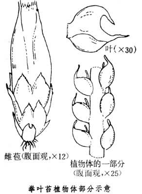 叶苔目