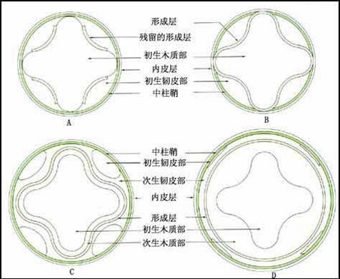 维管形成层的发生过程 维管形成层的发生过程