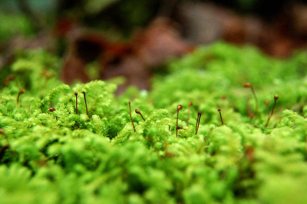 苔藓类植物