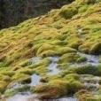 平叶石灰藓