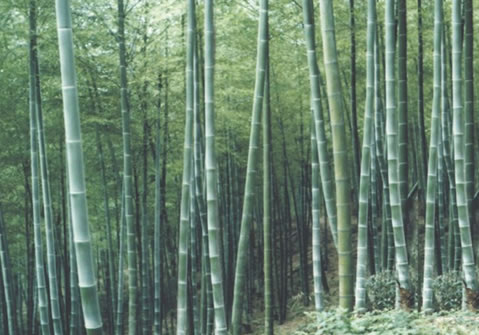 楠竹 楠竹