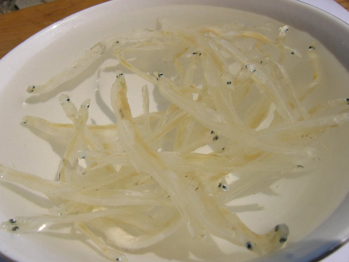 银鱼 银鱼