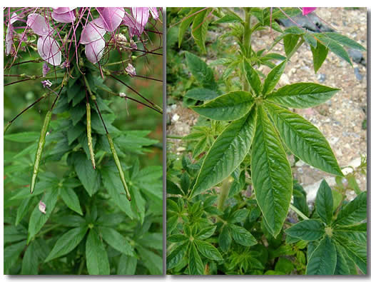 茎叶的叶子及开花时期图片 茎叶的叶子及开花时期图片