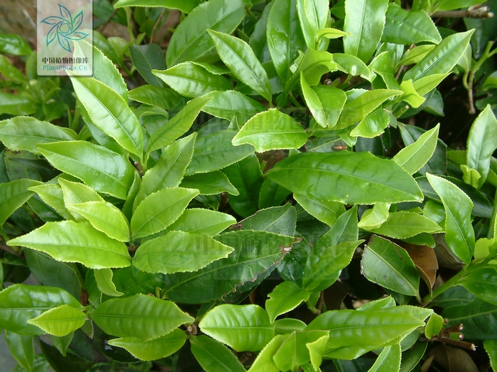 茶家系-金花茶优树
