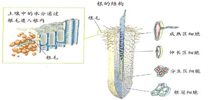 根的结构 根的结构