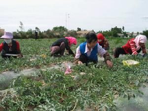 三湾沟村瓜菜制种基地 三湾沟村瓜菜制种基地