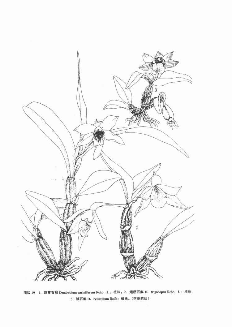 矮石斛(中国高等植物图鉴) 矮石斛(中国高等植物图鉴)