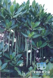 植物抗性 植物抗性