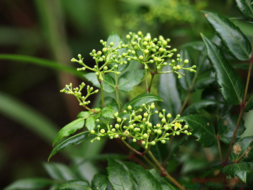 原生态客家白茶植株 原生态客家白茶植株