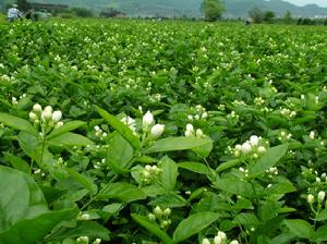 茉莉花生产基地 茉莉花生产基地