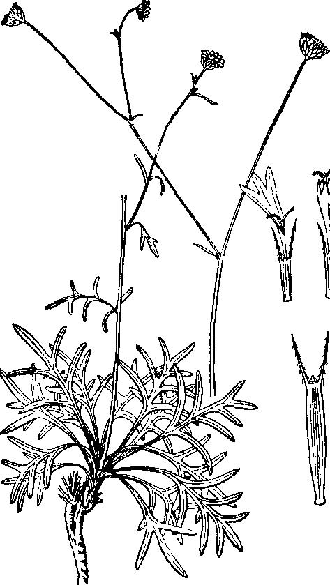 鹿角草属 鹿角草属