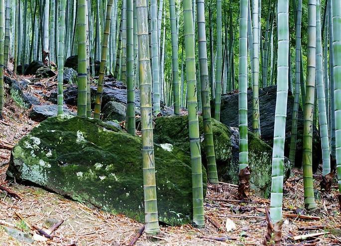毛竹效应