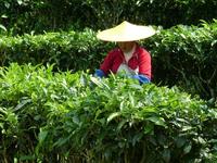 桐山街道办事处 桐山街道办事处