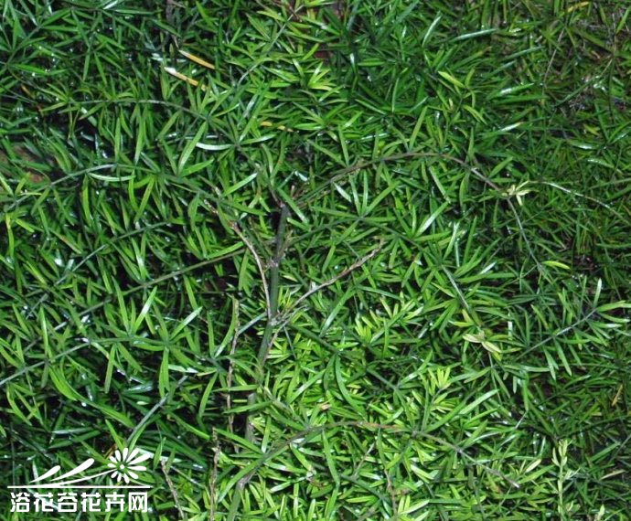 非洲天门冬 非洲天门冬