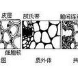 植物体内运输