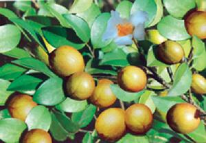 宜潭乡油茶 宜潭乡油茶