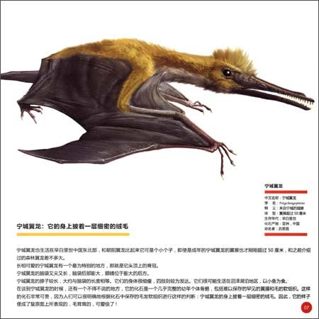 包科尼翼龙