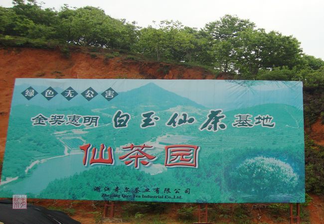 茶叶基地 茶叶基地