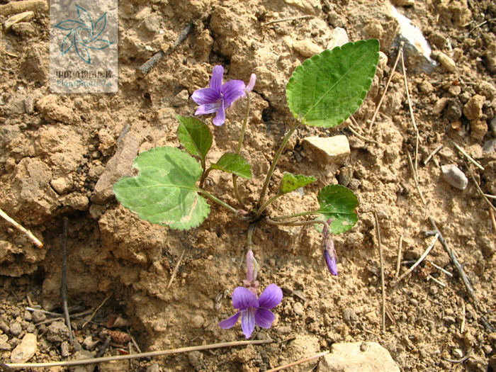 毛萼堇菜（亚种）