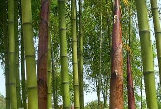 刚竹属 刚竹属