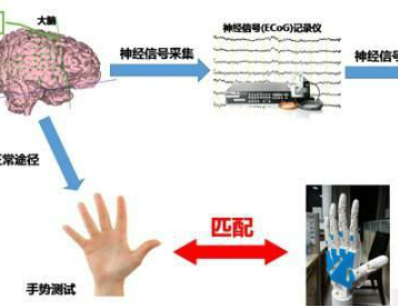 人脑意念控制实验 人脑意念控制实验