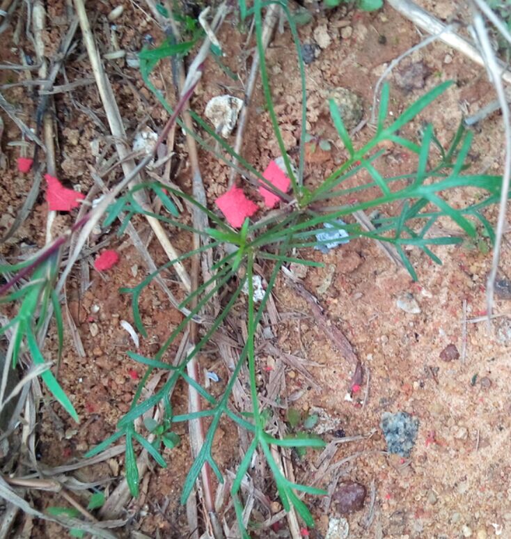 鹿角草 鹿角草