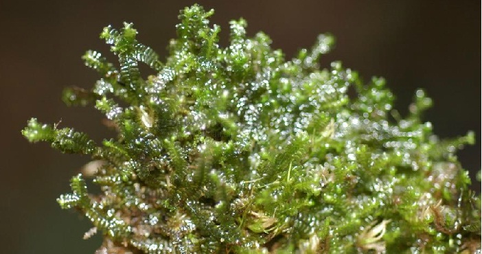 苔纲 苔纲