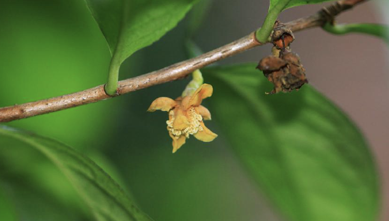小花金花茶 小花金花茶