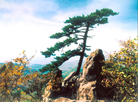 西丰县 西丰县