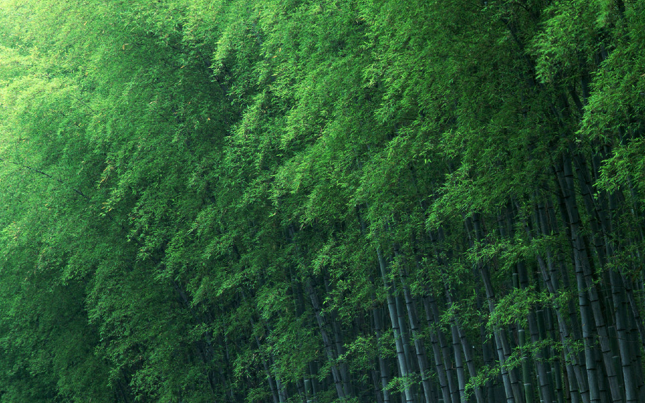 毛竹林 毛竹林