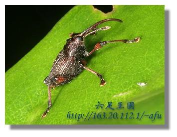 象甲 象甲