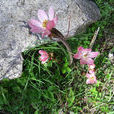 寸节七(大叶堇菜)