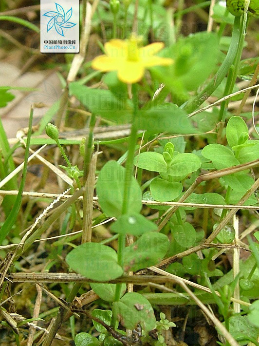 犁头草(金丝桃属植物地耳草异名)