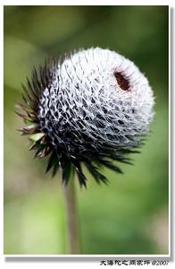老鹤草 老鹤草