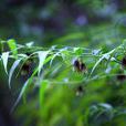万寿竹(百合科万寿竹属植物)